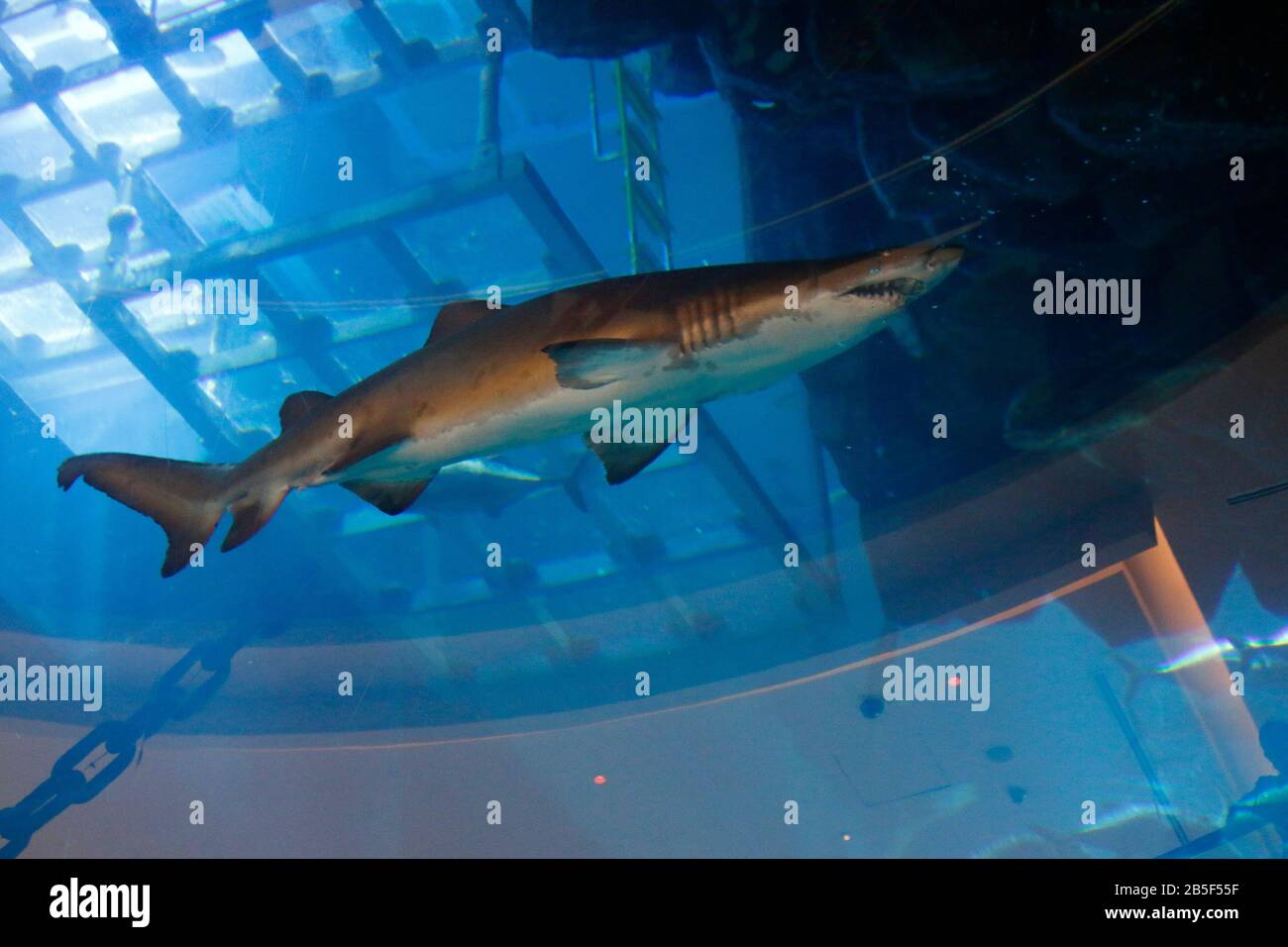 Impressionen: Haie, Aquarium, Dubai Mall, Downtown, Dubai Stock Photo ...