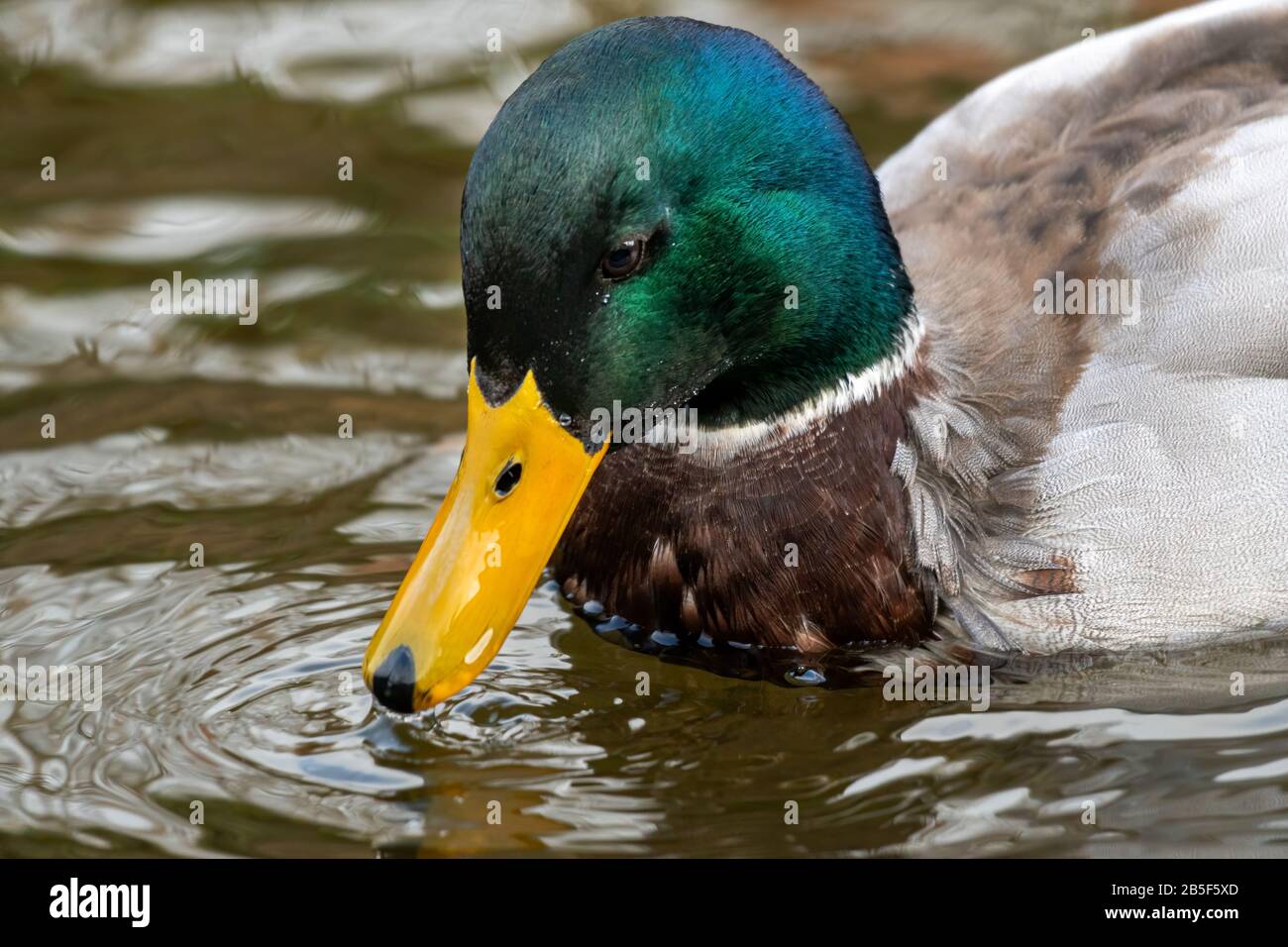 Close-Up of a Drake Mallard duck on a cloudy day Stock Photo