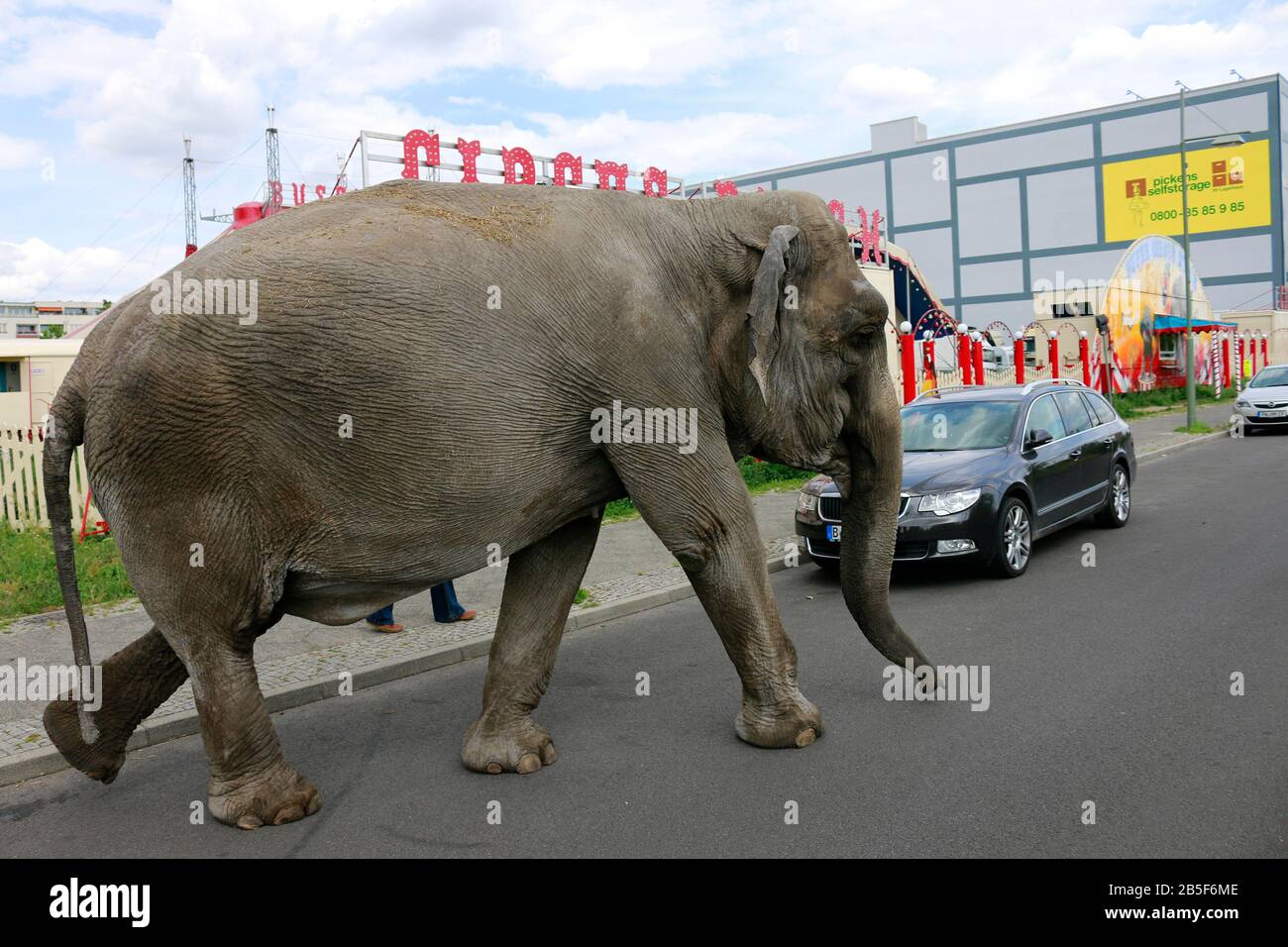 die 40 jaehrige Elefantendame Maja des Circus Busch beim Ausgang. Der ausgeglichene Dickhaeuter geht frei im Bezirk Lichtenberg spazieren, wo der Zirk Stock Photo
