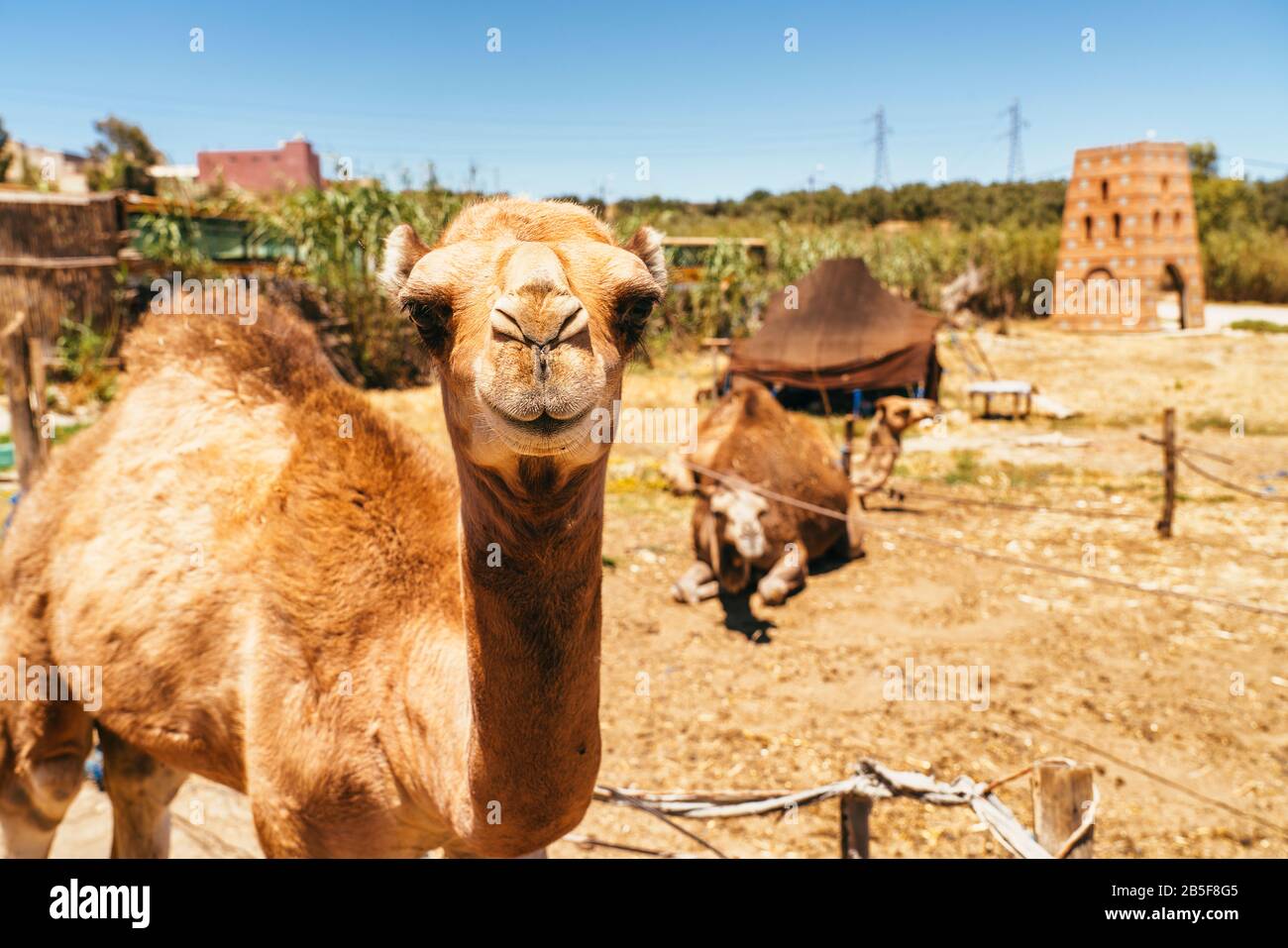 First plane of camel and dromedary in Mequinenza, near Fez, Morocco. Stock Photo