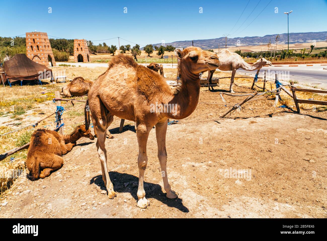 Camel and dromedary in Mequinenza, near Fez, Morocco. Stock Photo