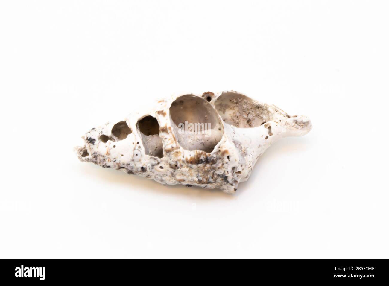 Beautiful seashell isolated on a white background Stock Photo