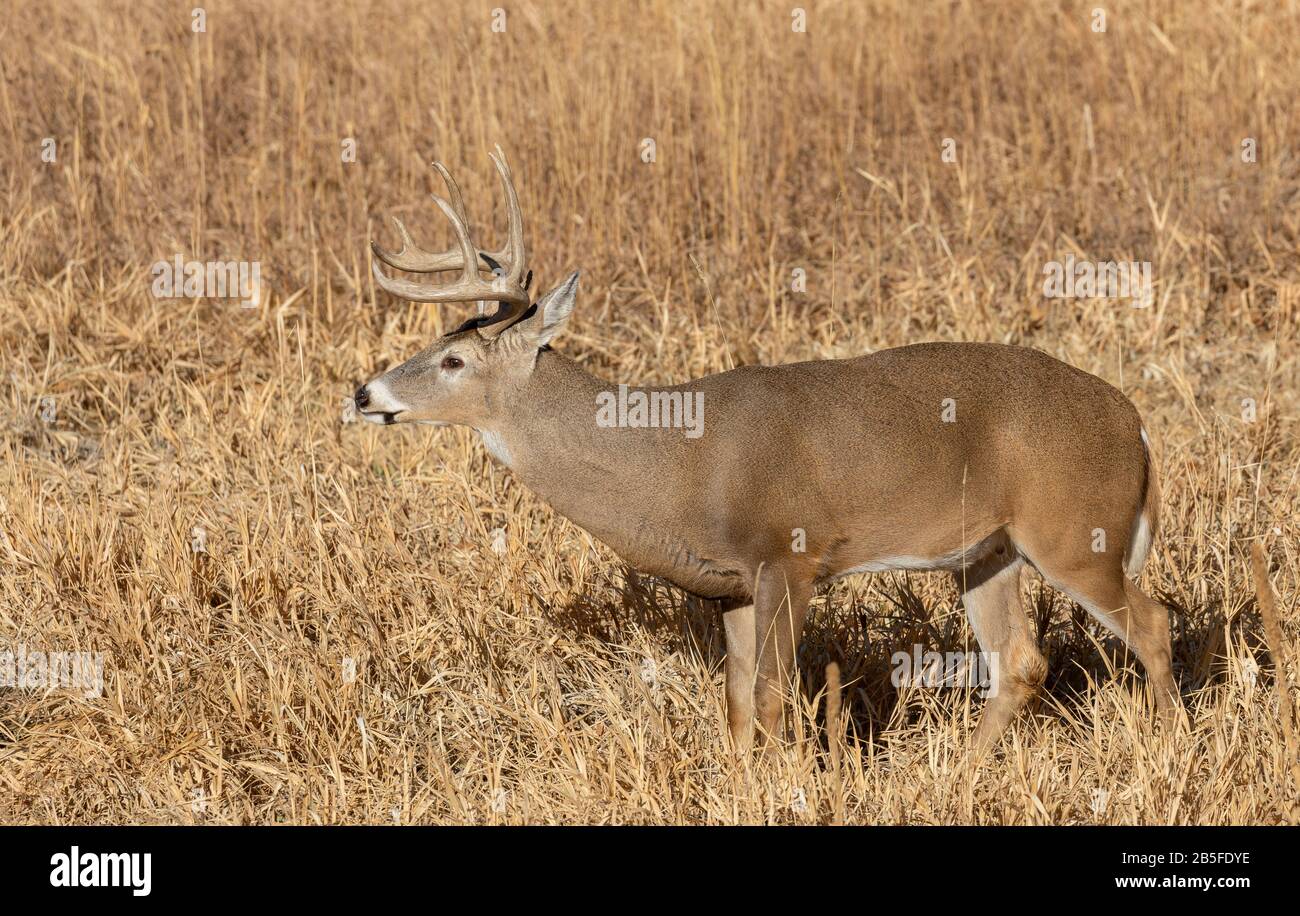 Buck Whitetail Deer in Colorado in the Fall Rut Stock Photo Alamy