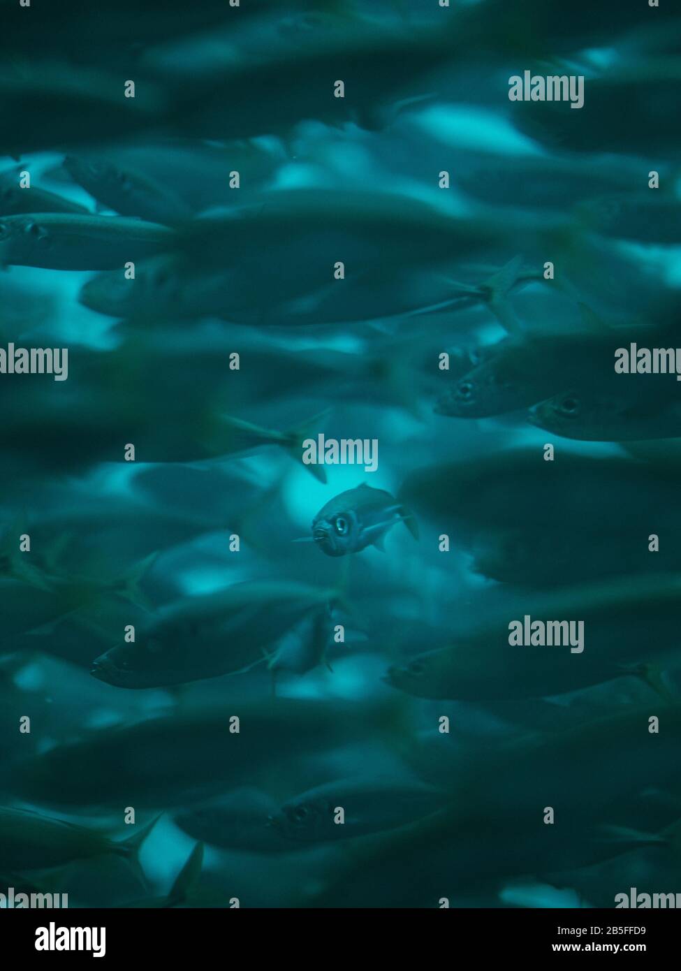 A school of fish in the ocean waters in Australia Stock Photo