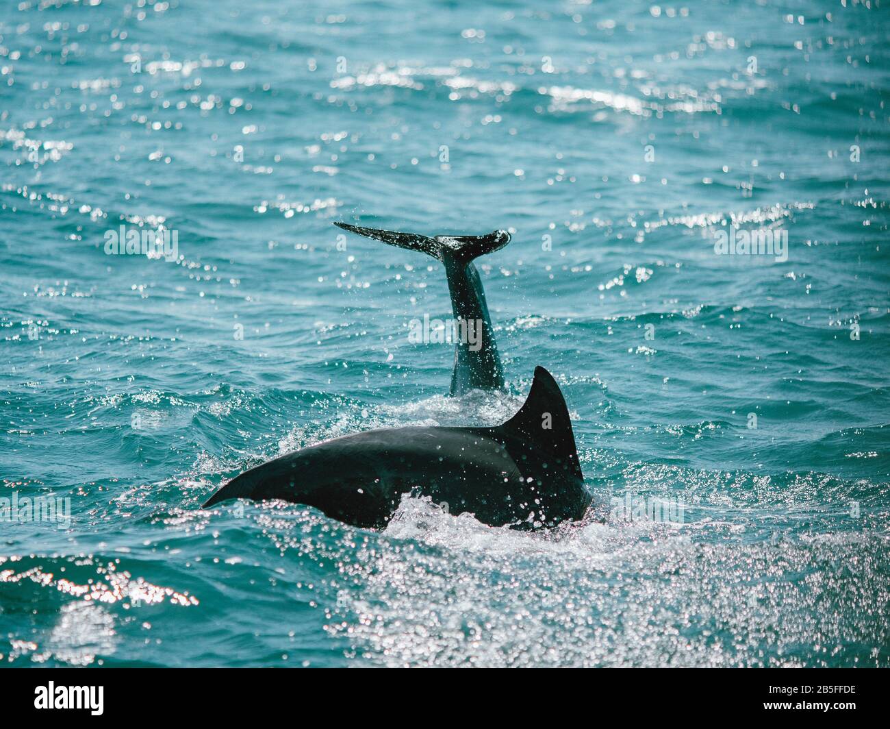 Some wild dolphins in the ocean in Western Australia Stock Photo