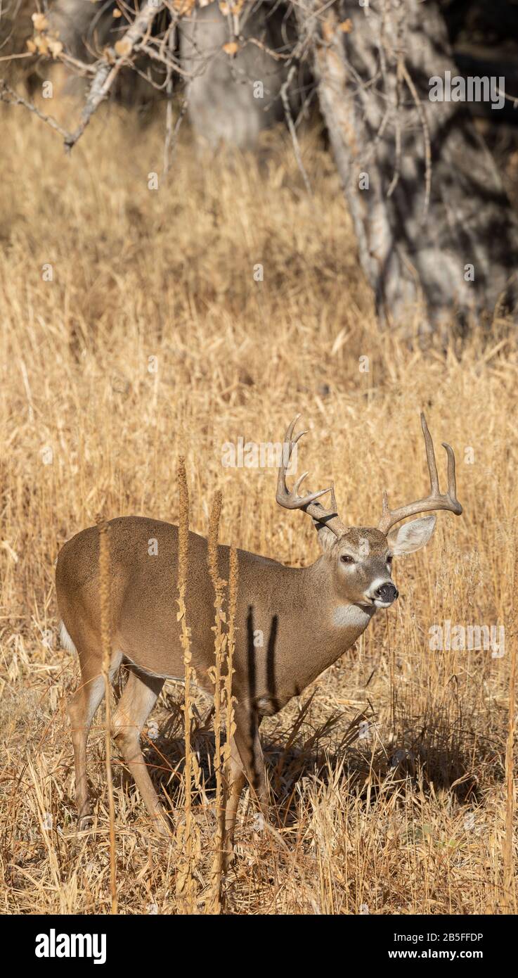 Buck Whitetail Deer in Colorado in the Fall Rut Stock Photo - Alamy