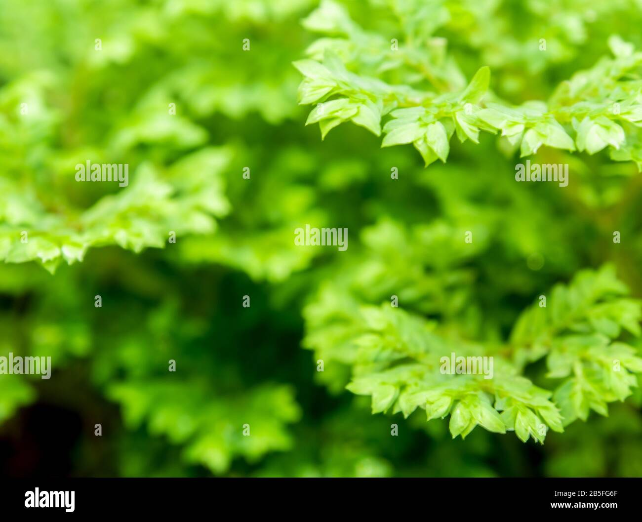 Close-up of Freshness Selaginella involvens fern, small fern leaves growing in the rain forest Stock Photo