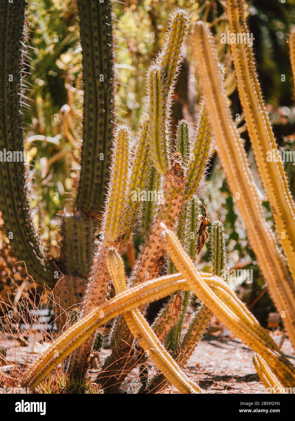 Some cacti/a cactus in Australia Stock Photo Alamy