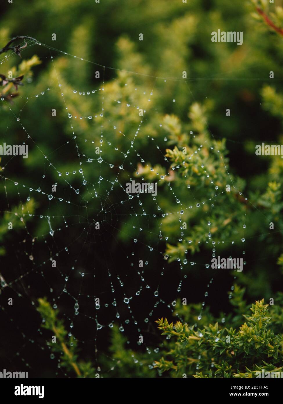 A spider's web emphasised by water droplets in the green bushes in Australia Stock Photo
