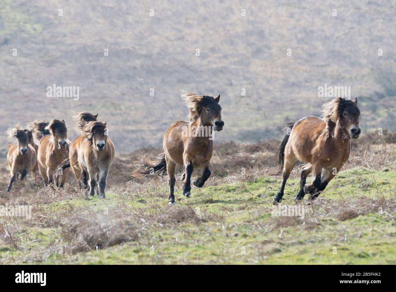 A herd of Exmoor ponies running across the moors below Dunkery Beacon ...