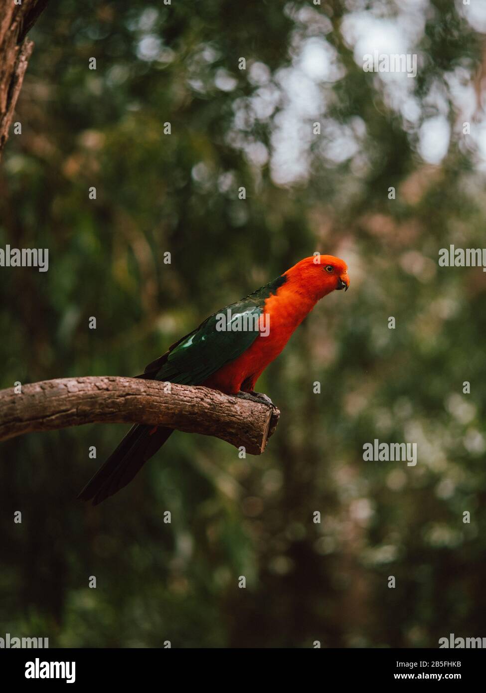 A colourful red bird on a branch in Australia Stock Photo