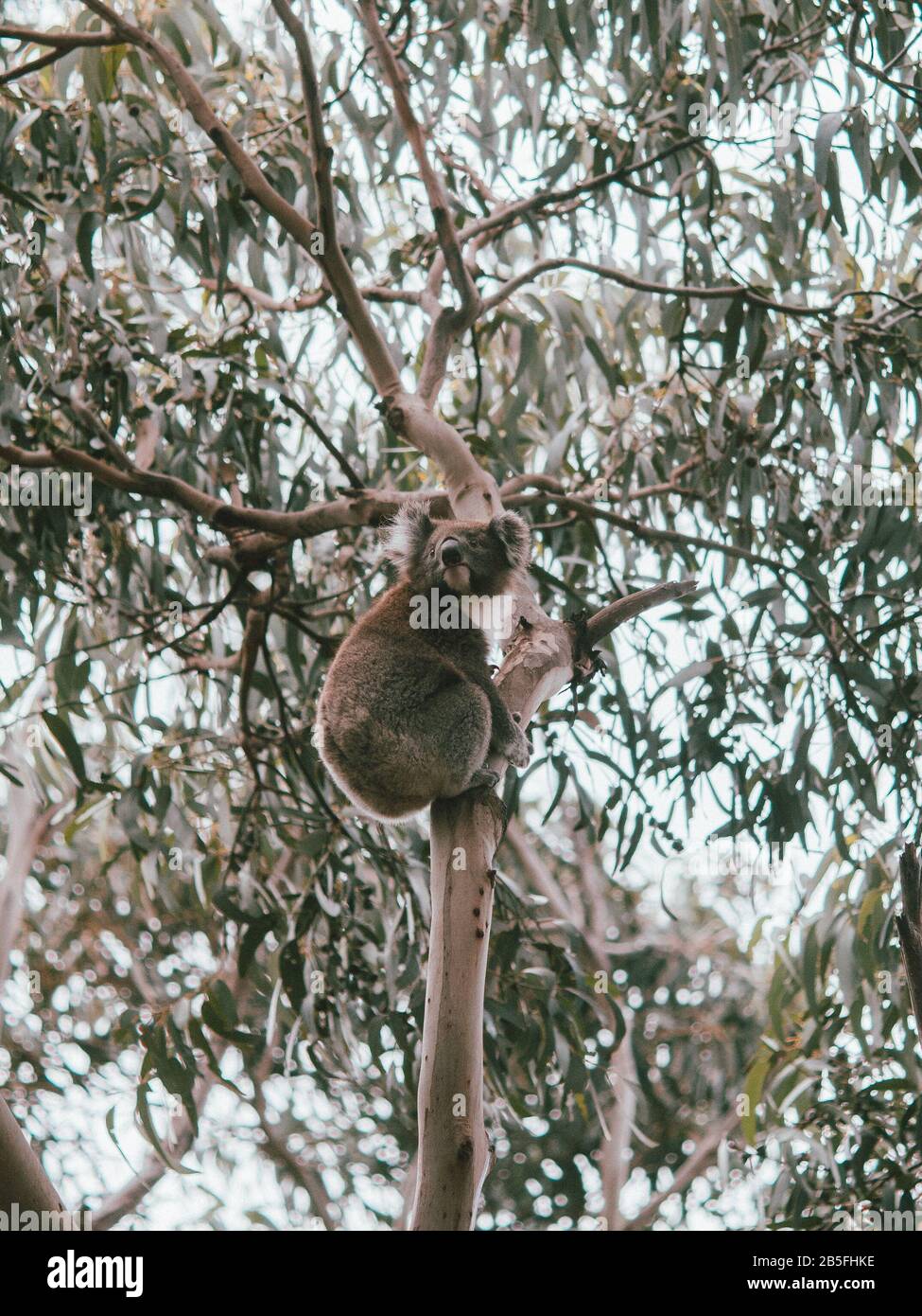 A koala high in the treetops, hugging the trunk of the tree in Australia Stock Photo