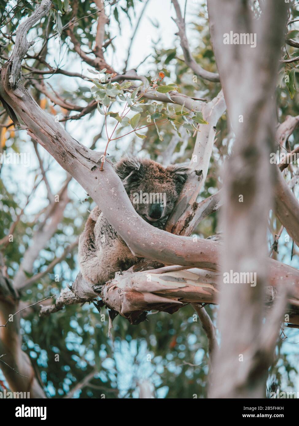 Koala australia wildfire hi-res stock photography and images - Alamy