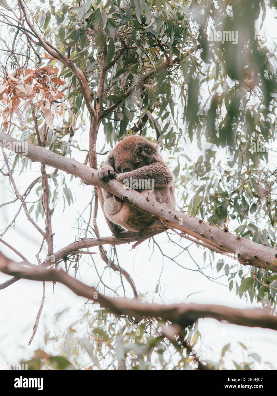 A koala high in the trees eating and relaxing, on the Great Ocean Road
