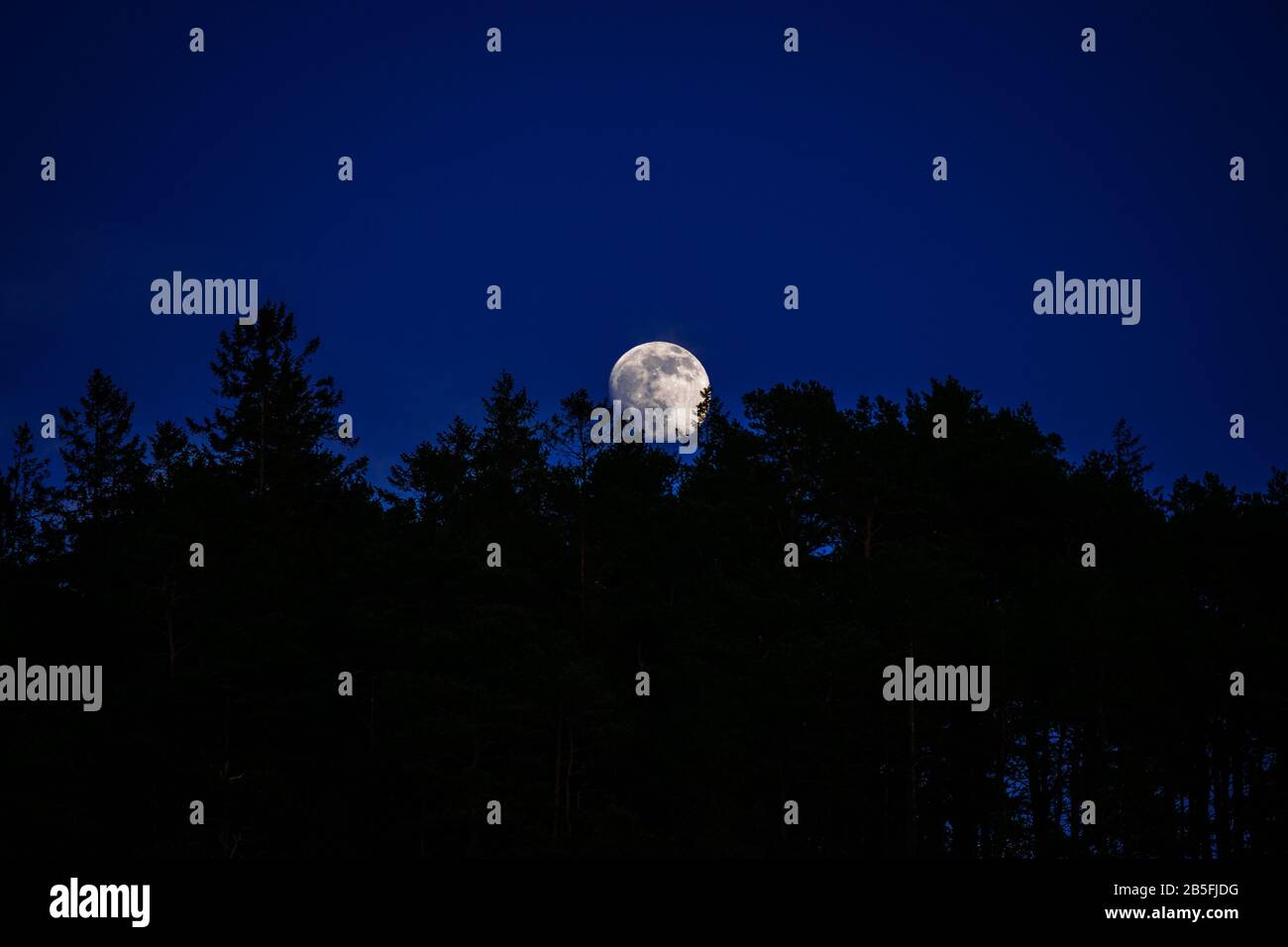 Full moon rising over treetops in a clear evening in Trondheim Norway Stock Photo