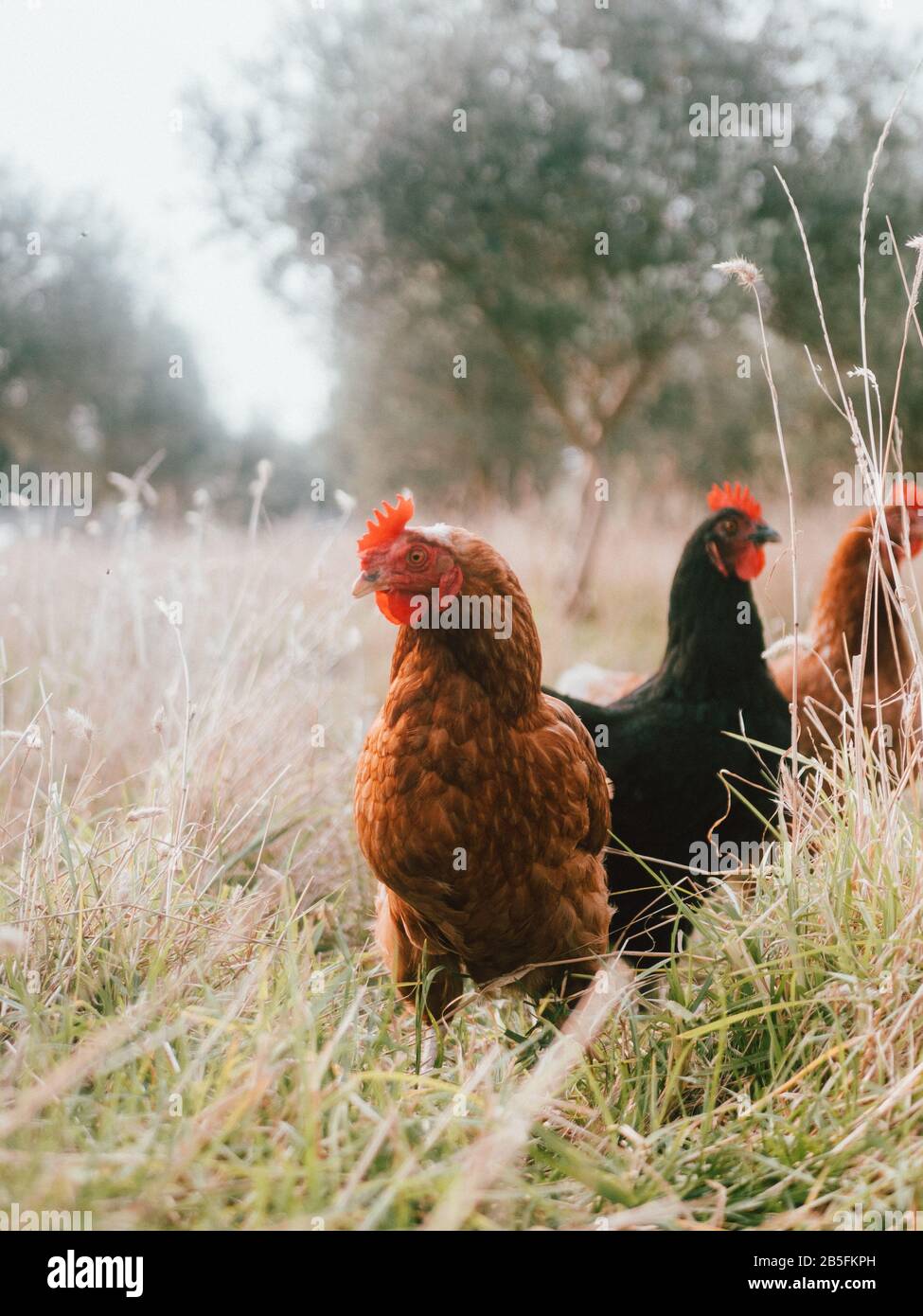 Some free-ranged chickens on an operational farm, wondering around the free, open farmland in Australia Stock Photo