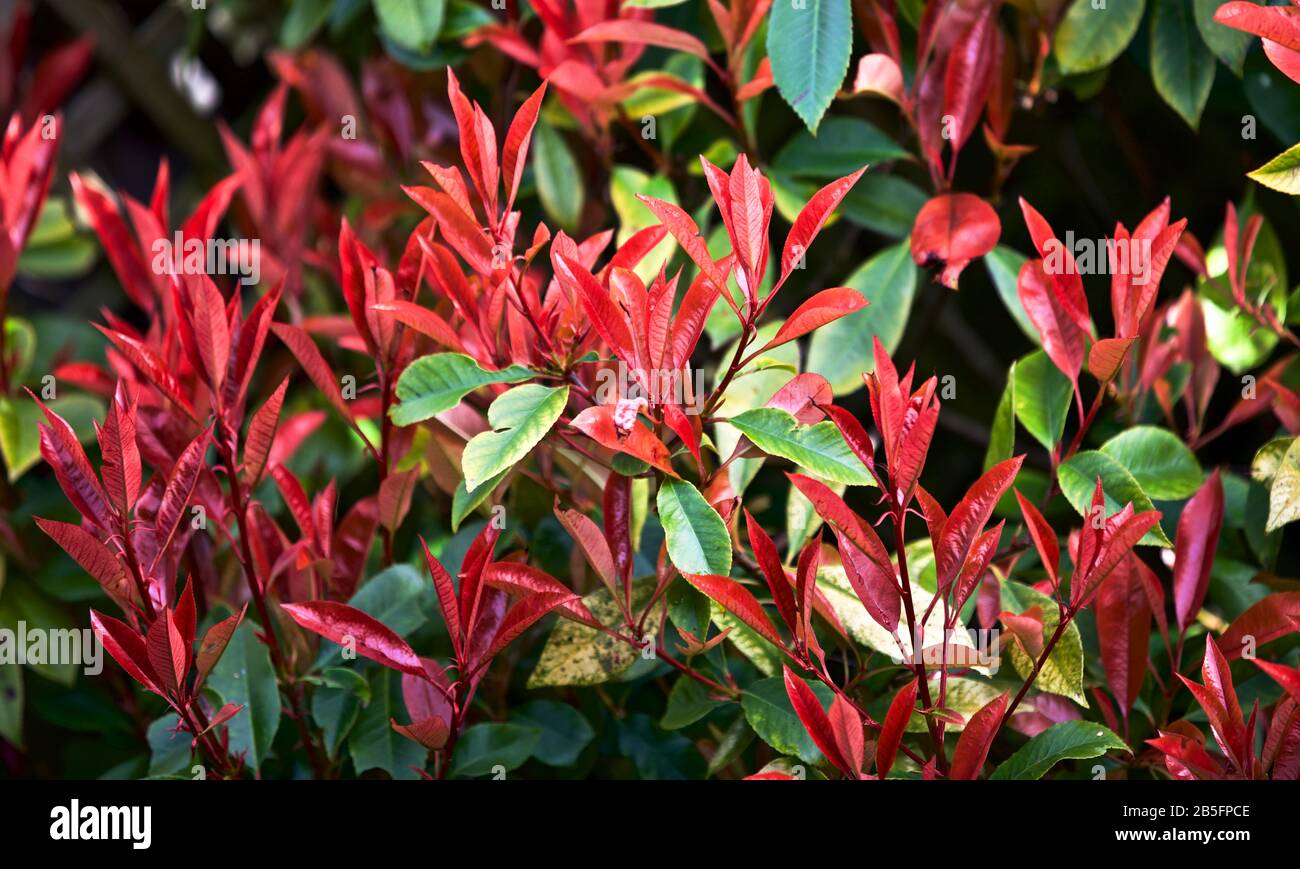 Photinia × fraseri 'Red Robin' Bright red new spring foliage Stock ...