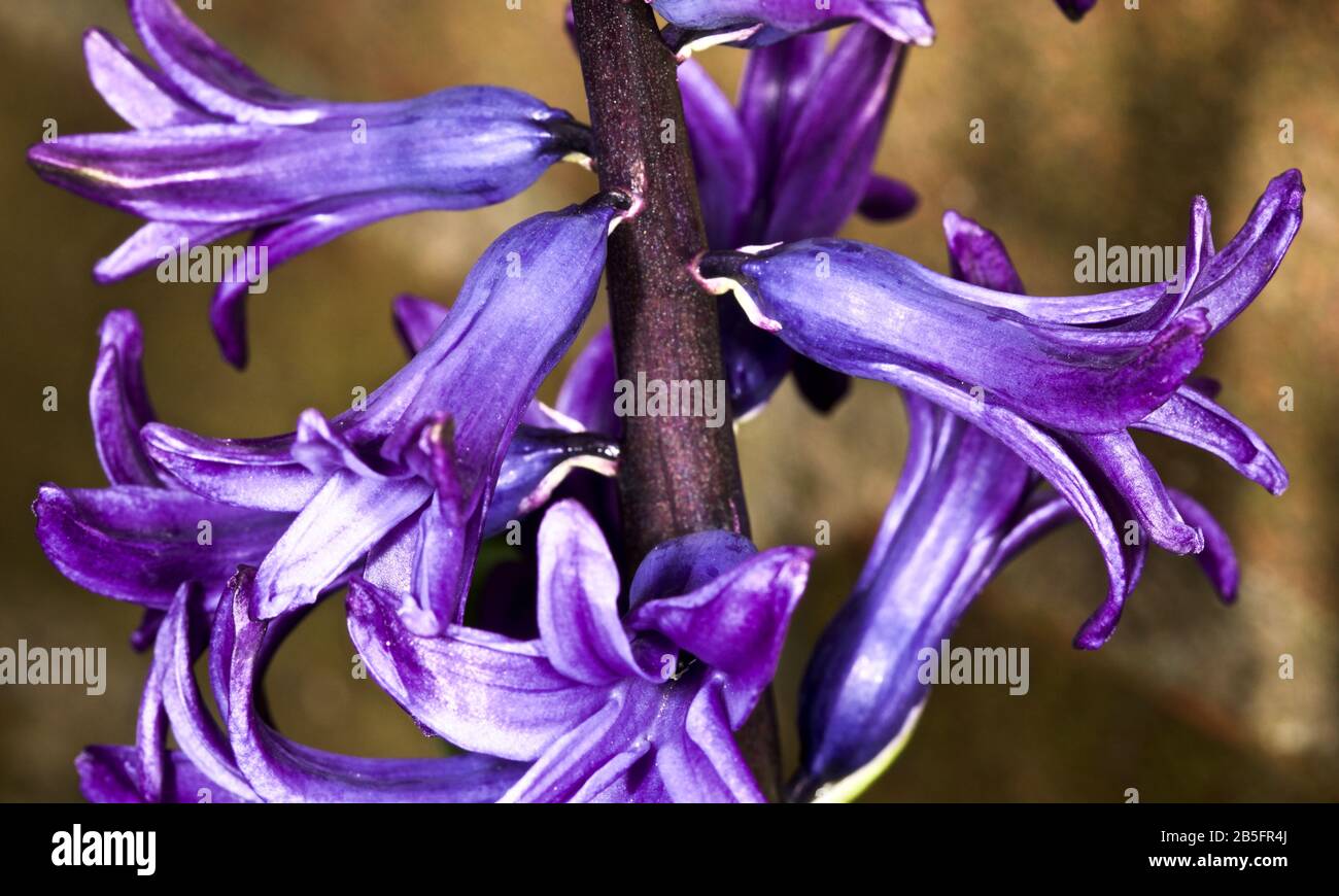 Purple hyacinth Stock Photo