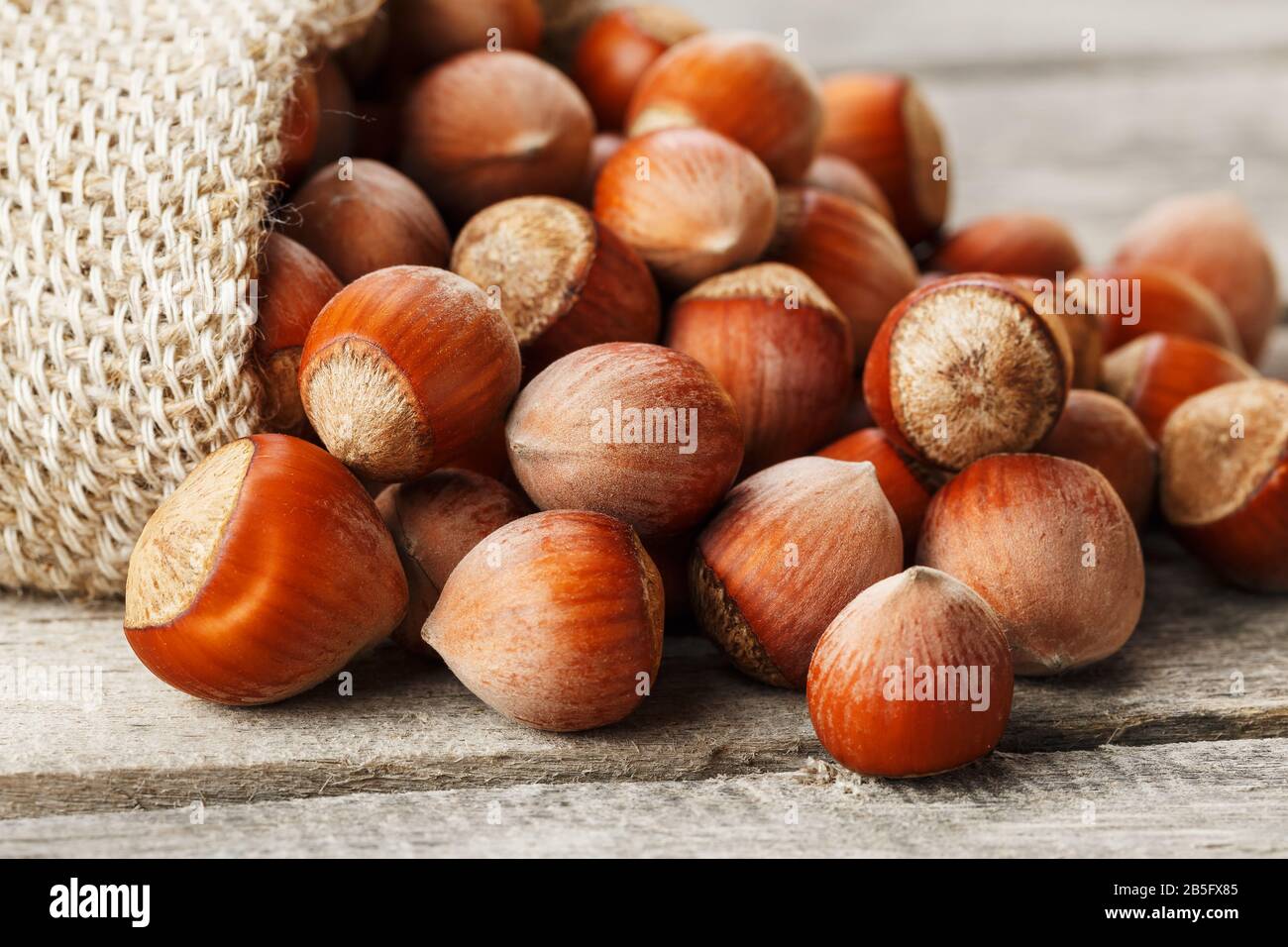 Hazelnuts in a cover, poured out from a bag from burlap on a gray wooden table. Organic New Received. In healthy vegetarian super food Stock Photo