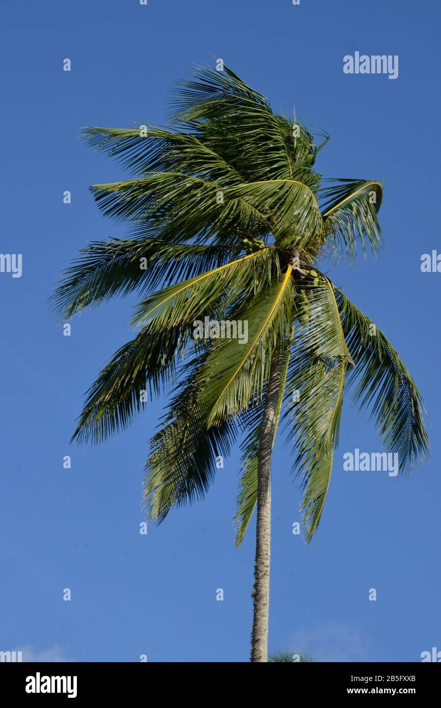 Kokospalme, Sri Lanka Stock Photo