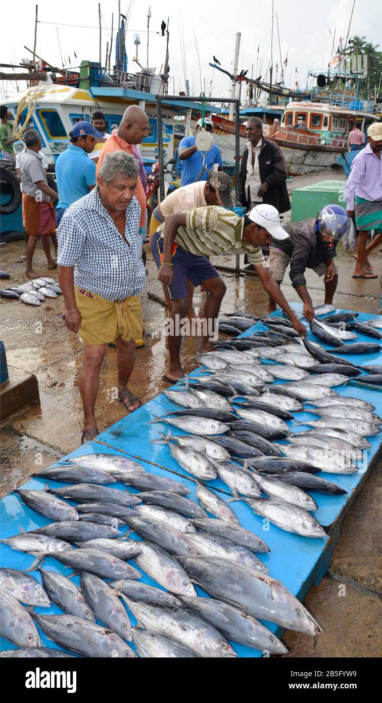Fischmarkt, Hafen, Tangalle, Sri Lanka Stock Photo