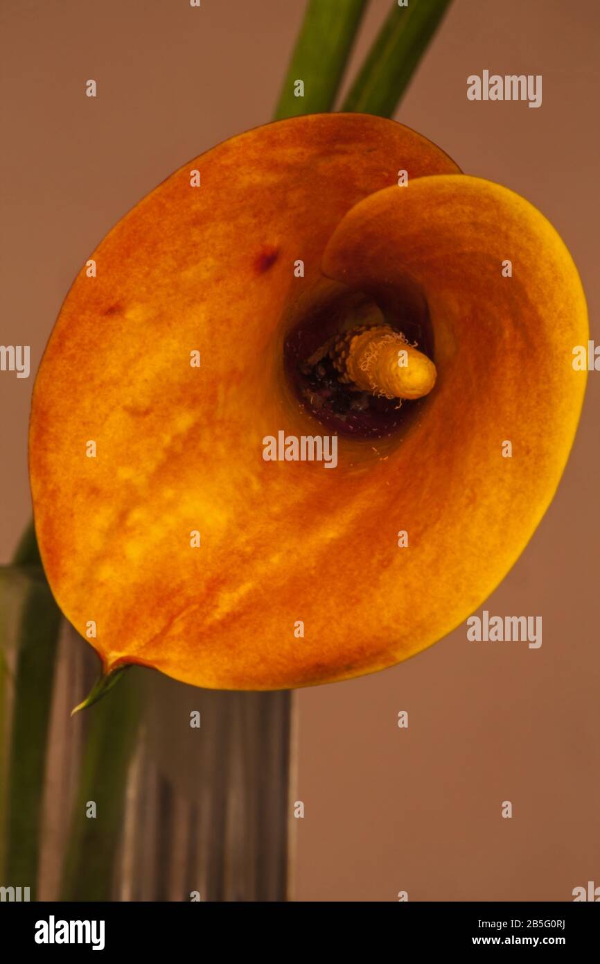 Arum Lily (Zantedeschia pentlandii) hybrid 1 Stock Photo
