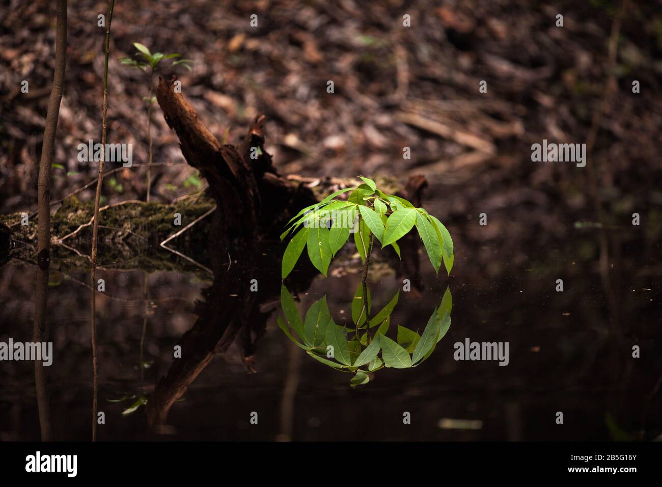 Flora and fauna amazon hi-res stock photography and images - Alamy