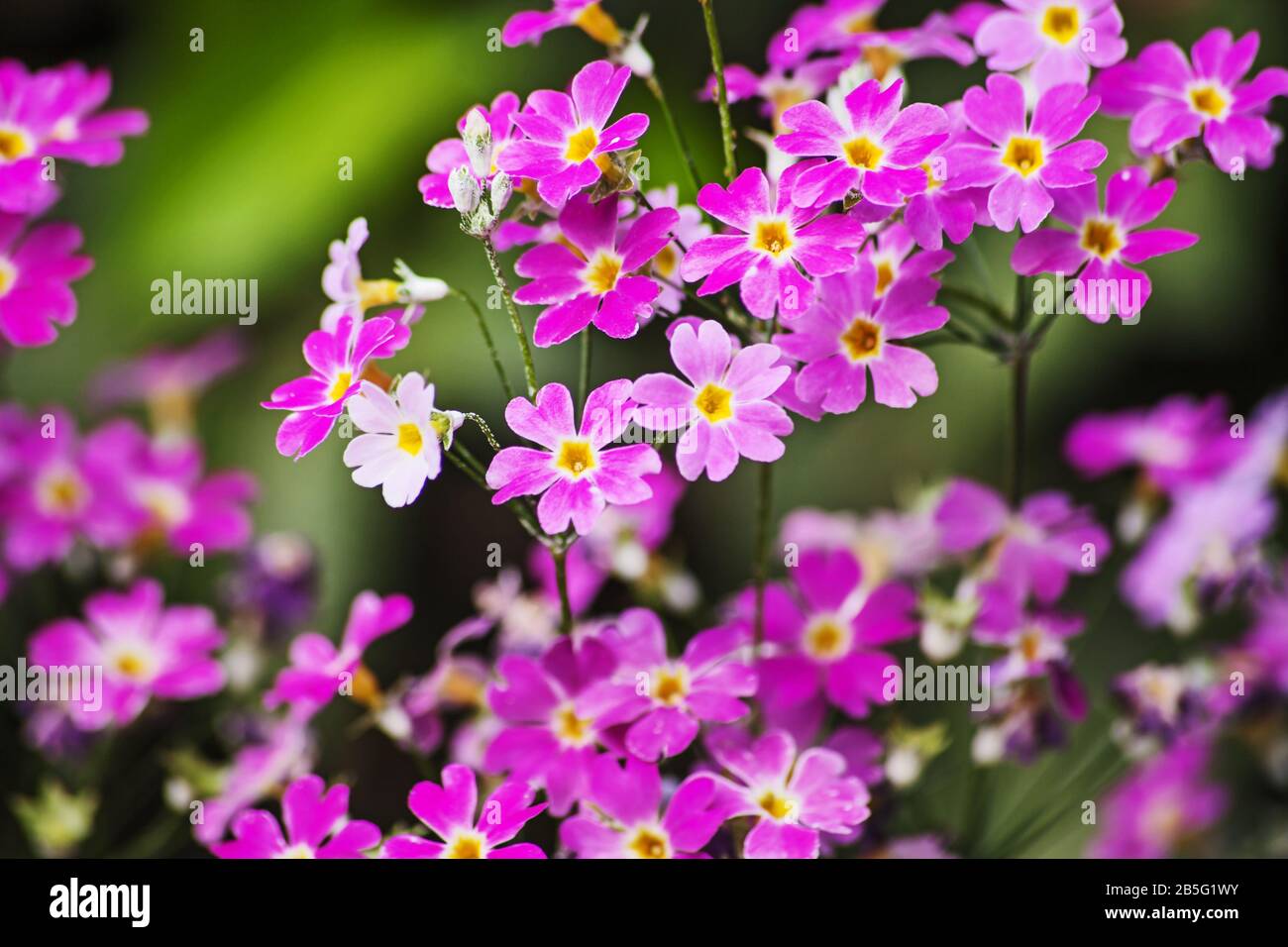Fairy Primula (Primula malacoides) macro Stock Photo
