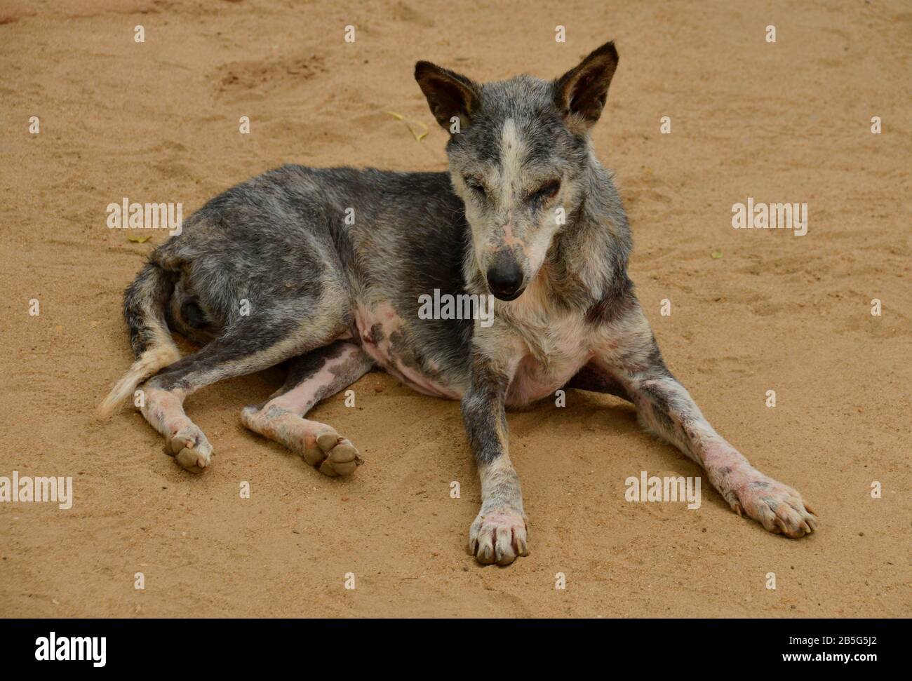 Strassenhund, Colombo, Sri Lanka Stock Photo