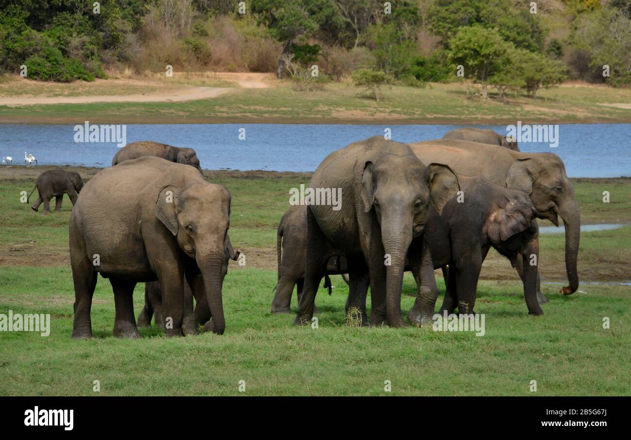 Asiatische Elefanten (Elephas maximus), Minneriya Nationalpark, Sri Lanka Stock Photo