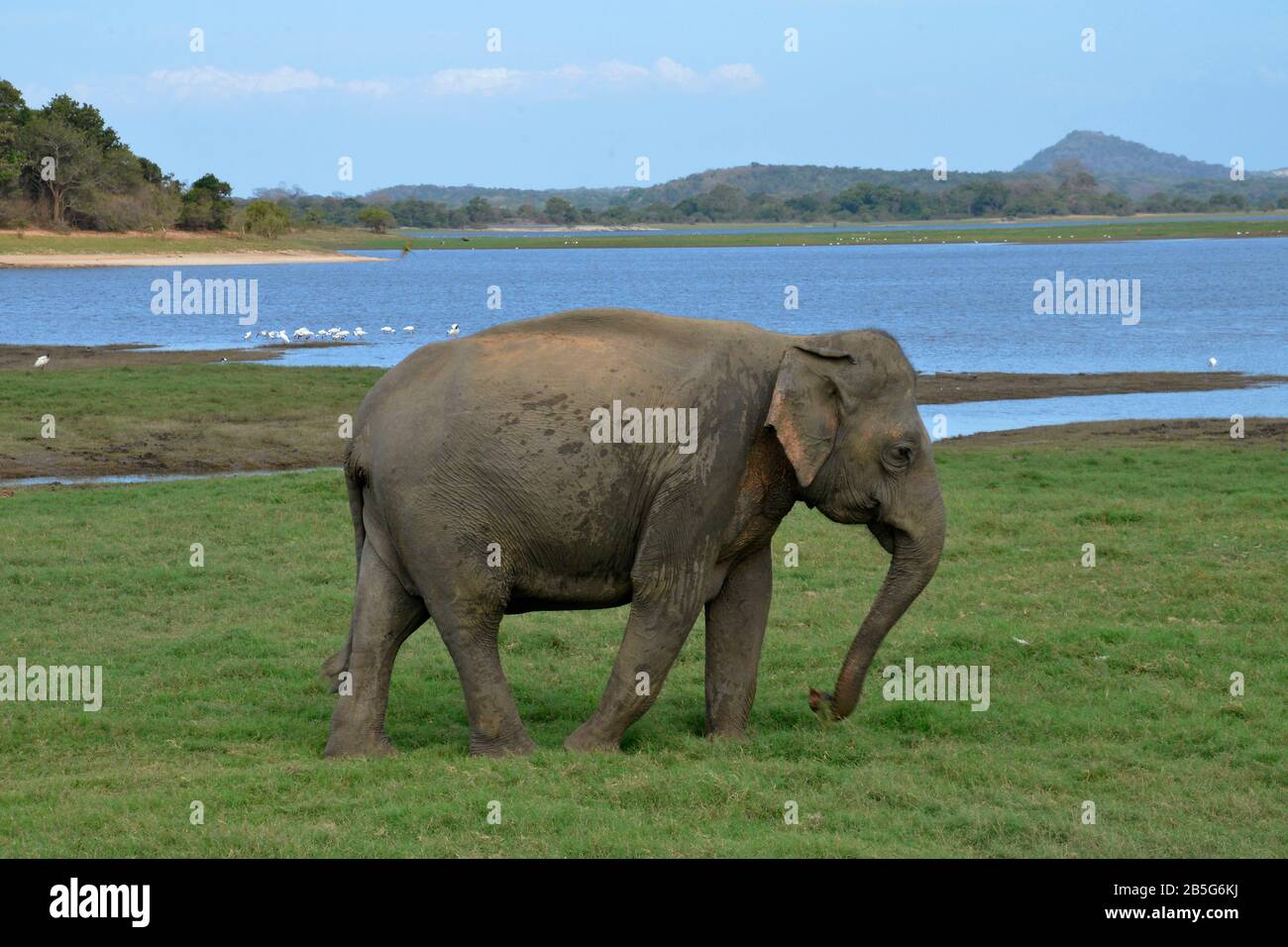 Asiatischer Elefant (Elephas maximus), Minneriya Nationalpark, Sri Lanka Stock Photo