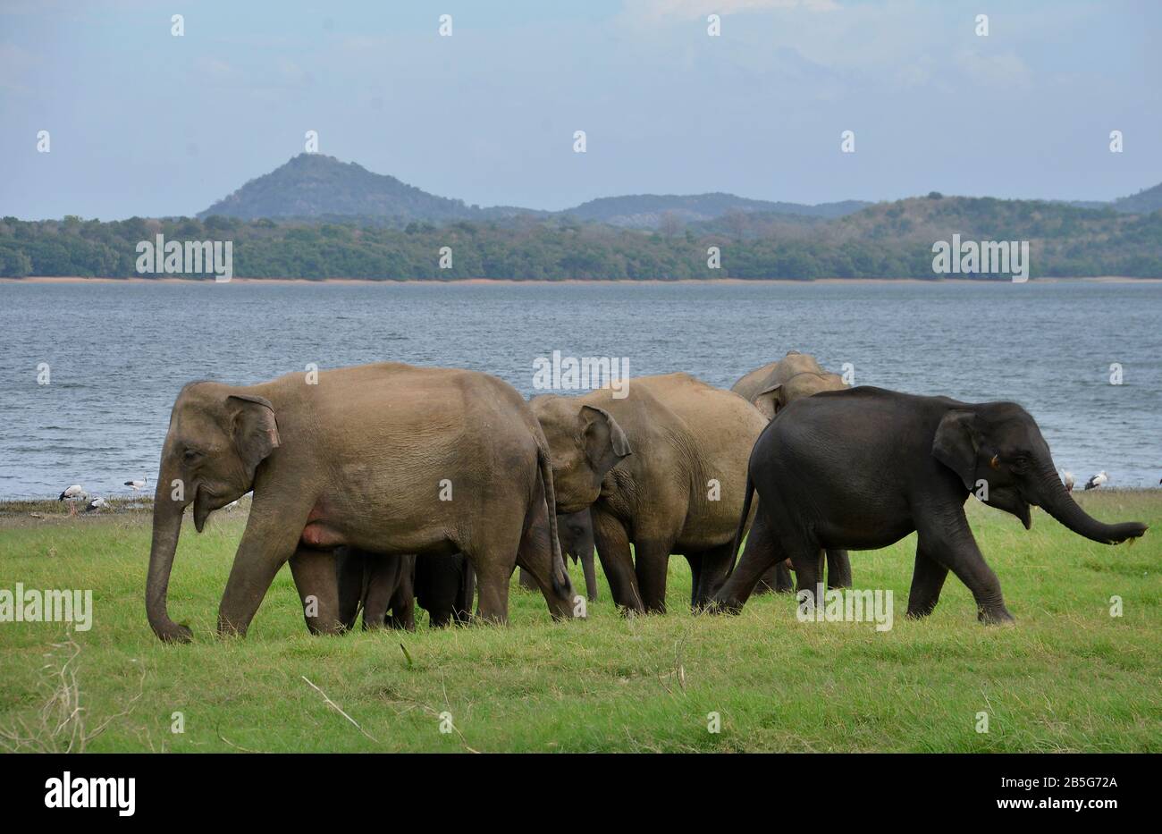 Asiatische Elefanten (Elephas maximus), Minneriya Nationalpark, Sri Lanka Stock Photo