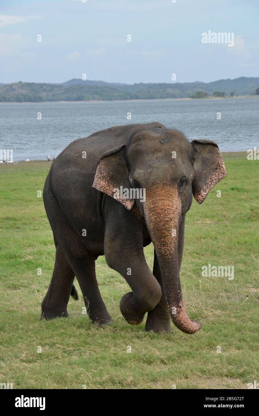 Asiatischer Elefant (Elephas maximus), Minneriya Nationalpark, Sri Lanka Stock Photo