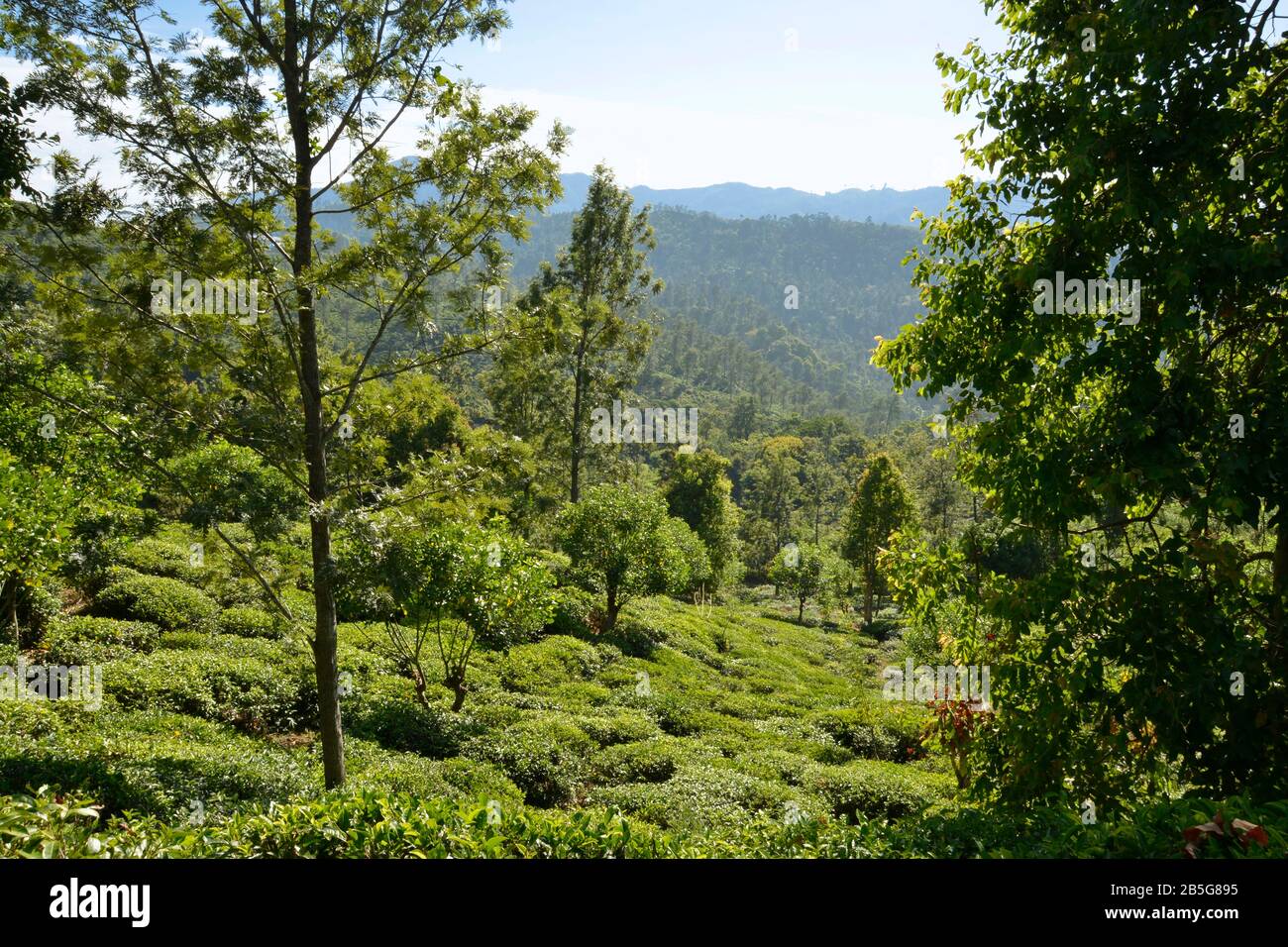 Teeplantage, Ella, Sri Lanka Stock Photo