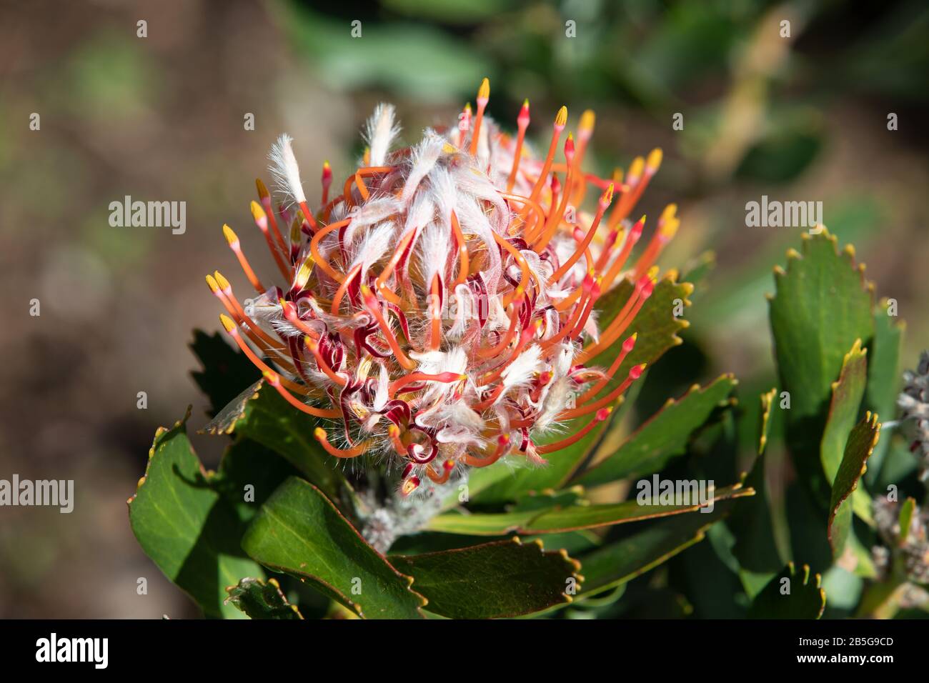protea in the western cape, South Africa Stock Photo