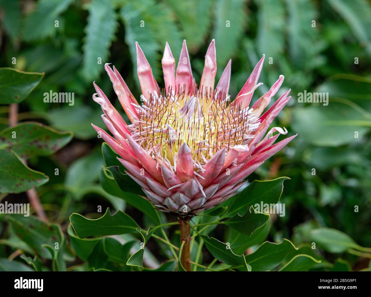 protea in the western cape, South Africa Stock Photo