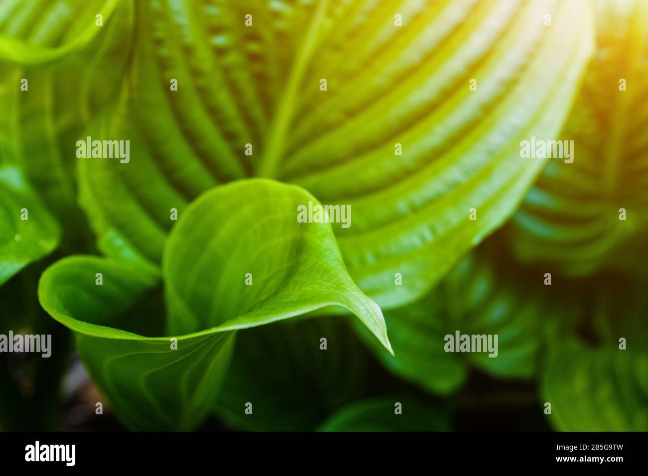 Green leaf with water drops for background Stock Photo - Alamy
