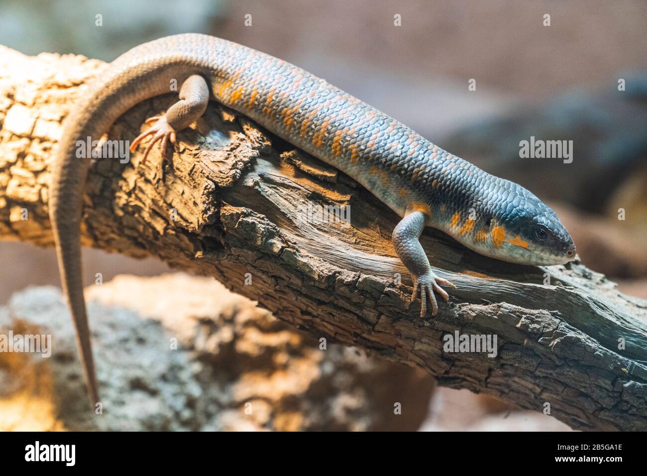 close up view of skink lizard on a tree brunch Stock Photo
