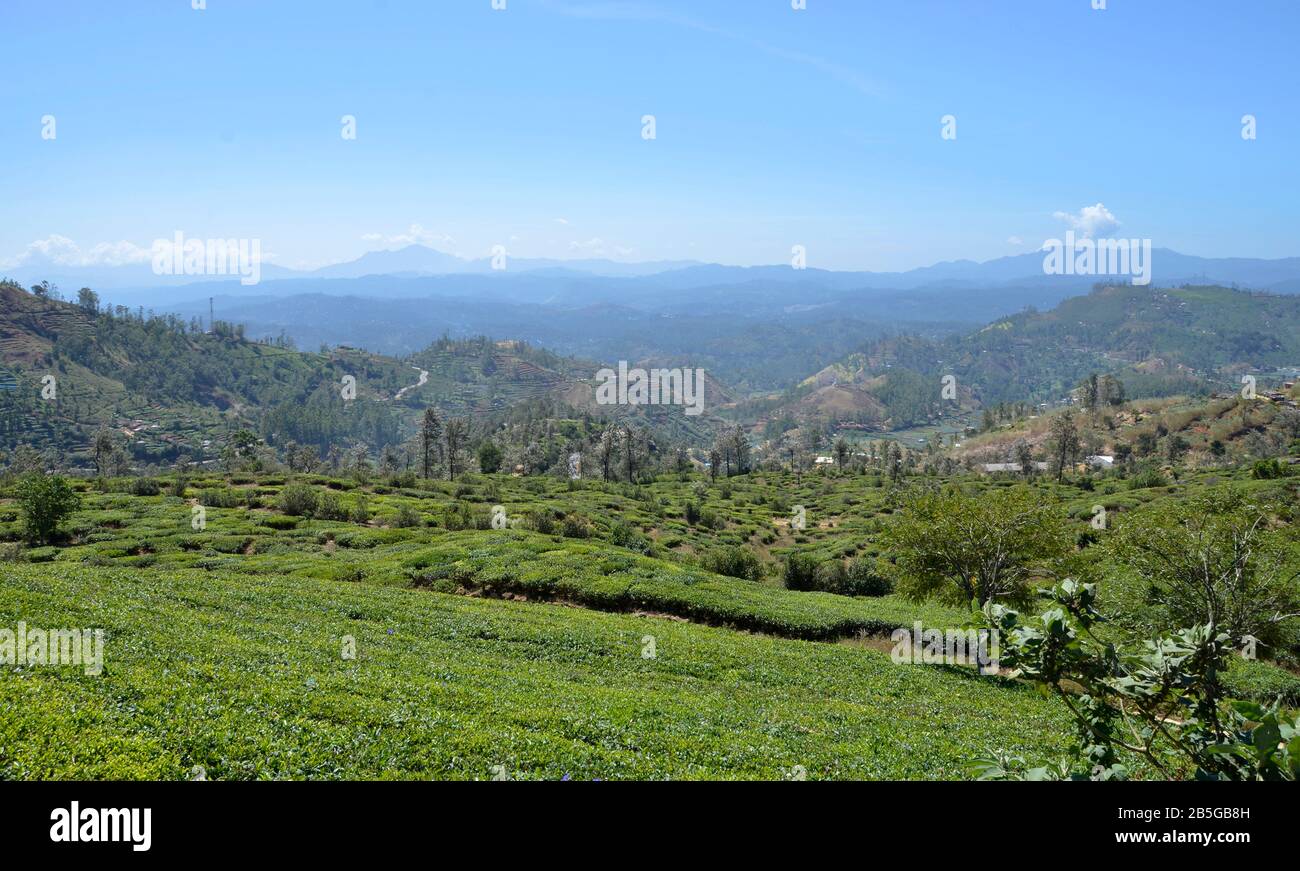 Berglandschaft, Nuwara Eliya, Sri Lanka Stock Photo