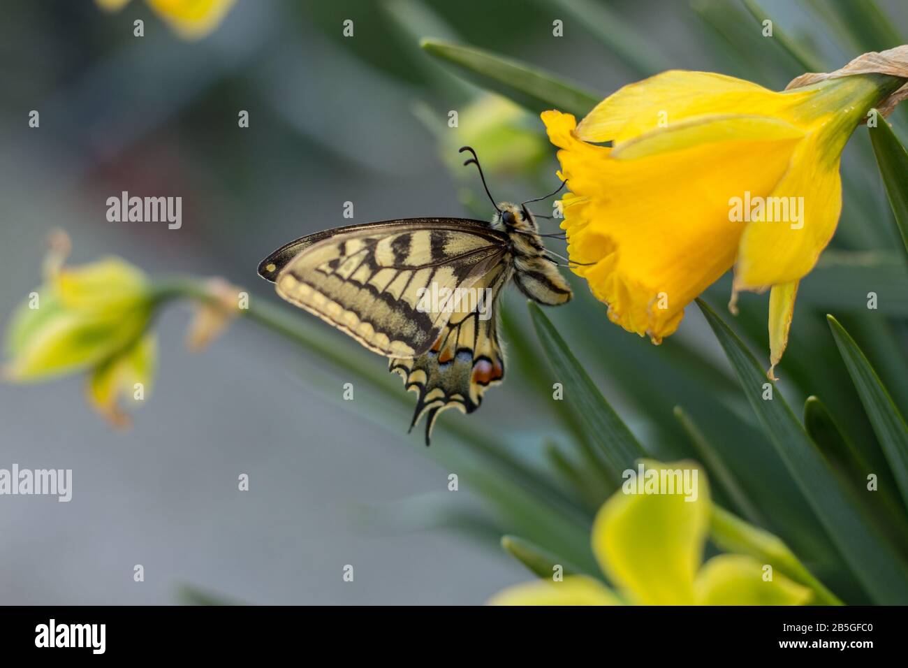 a beautiful swallowtail butterfly on narcissus flowers Stock Photo