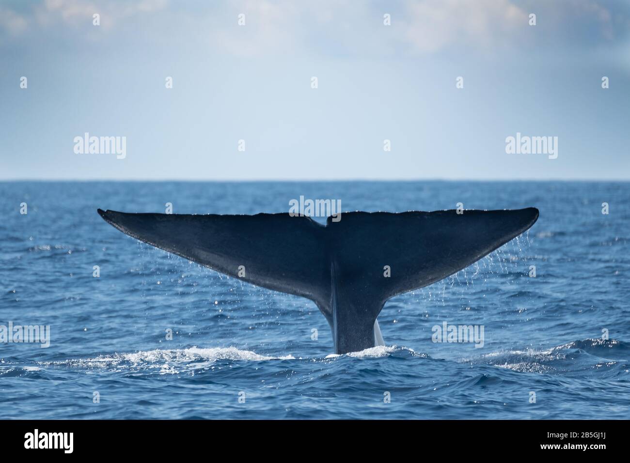 A blue whale, biggest animal in the world Stock Photo - Alamy A blue whale, biggest animal in the world Stock Photo - Alamy