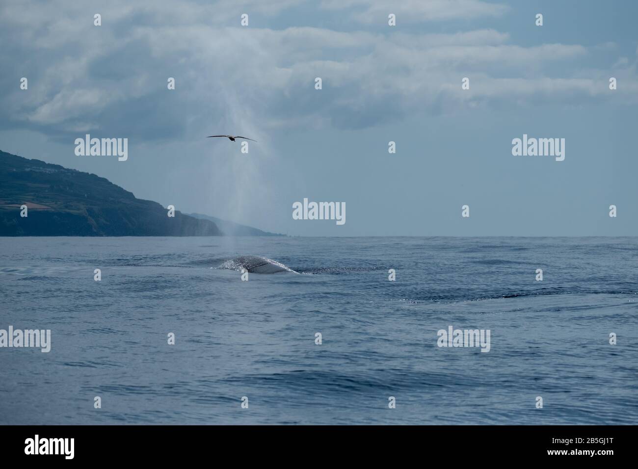 A huge fin whale with a seabird flying through its blow Stock Photo
