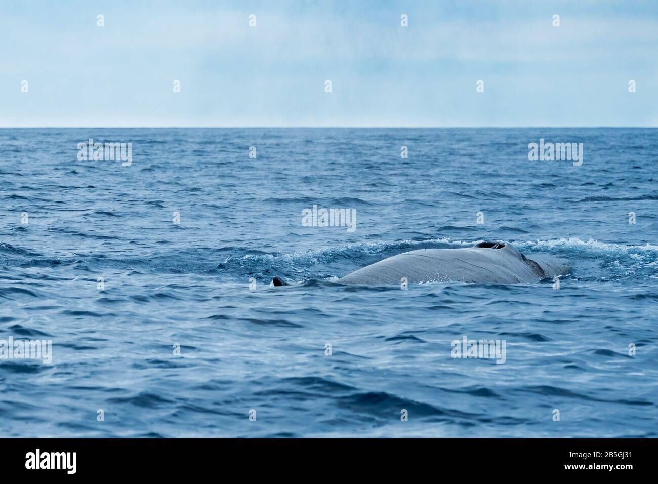 A sei whale near the Azores archipelago Stock Photo