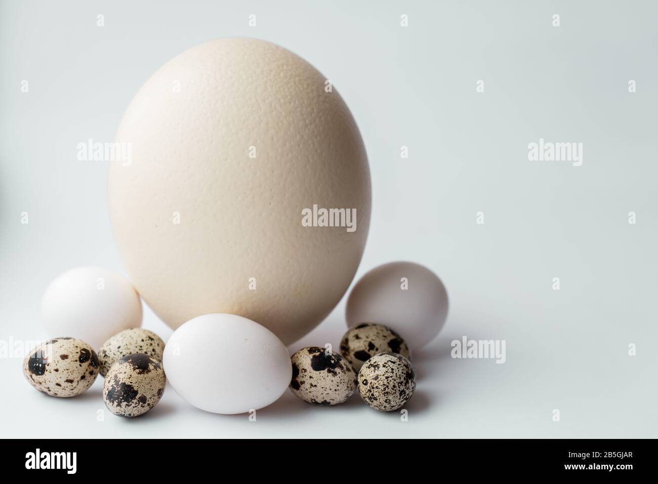 Ostrich egg and chicken egg hires stock photography and images Alamy