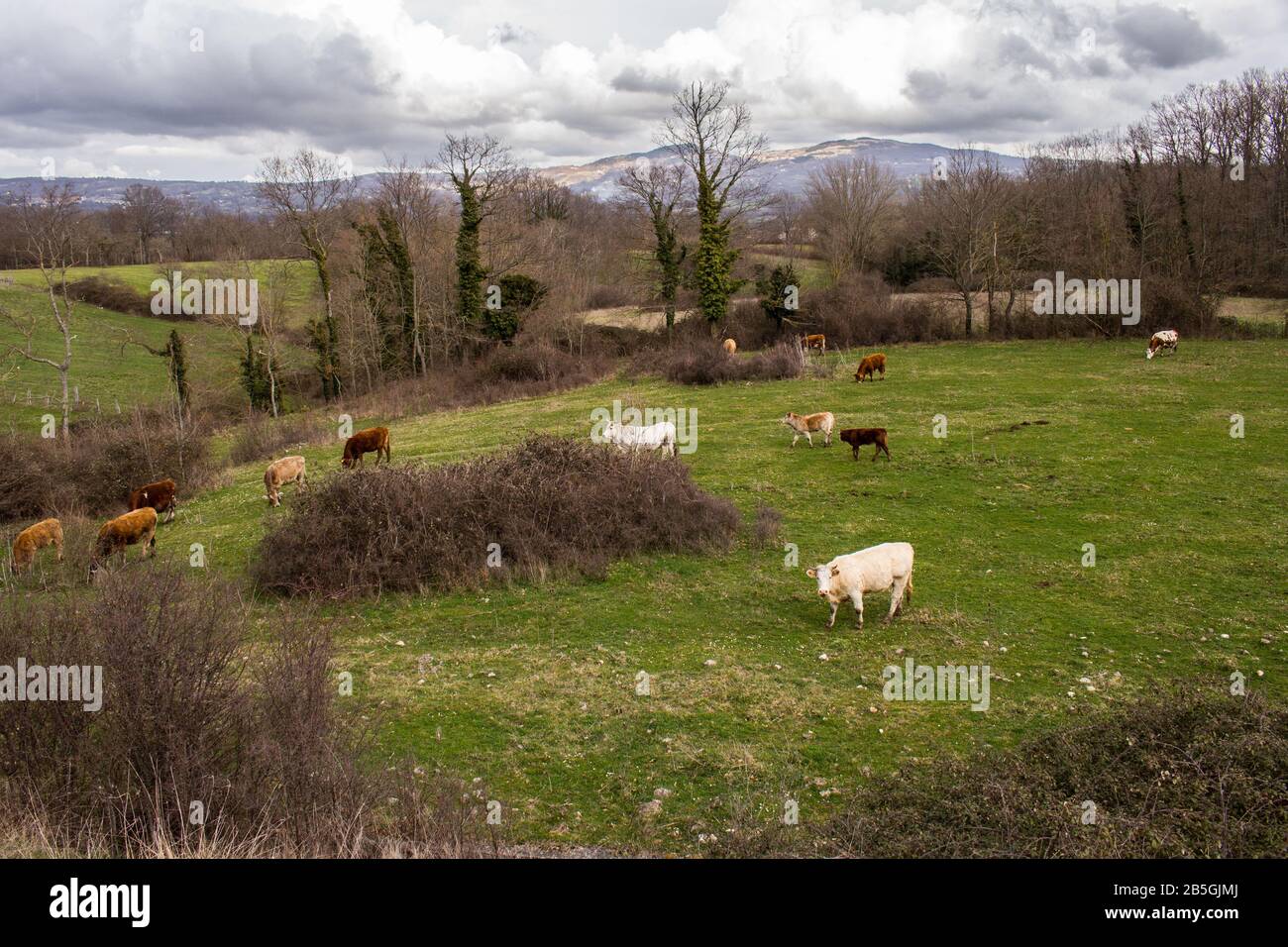 cows and calves grazing outside the stable in the ground on a cloudy day Stock Photo