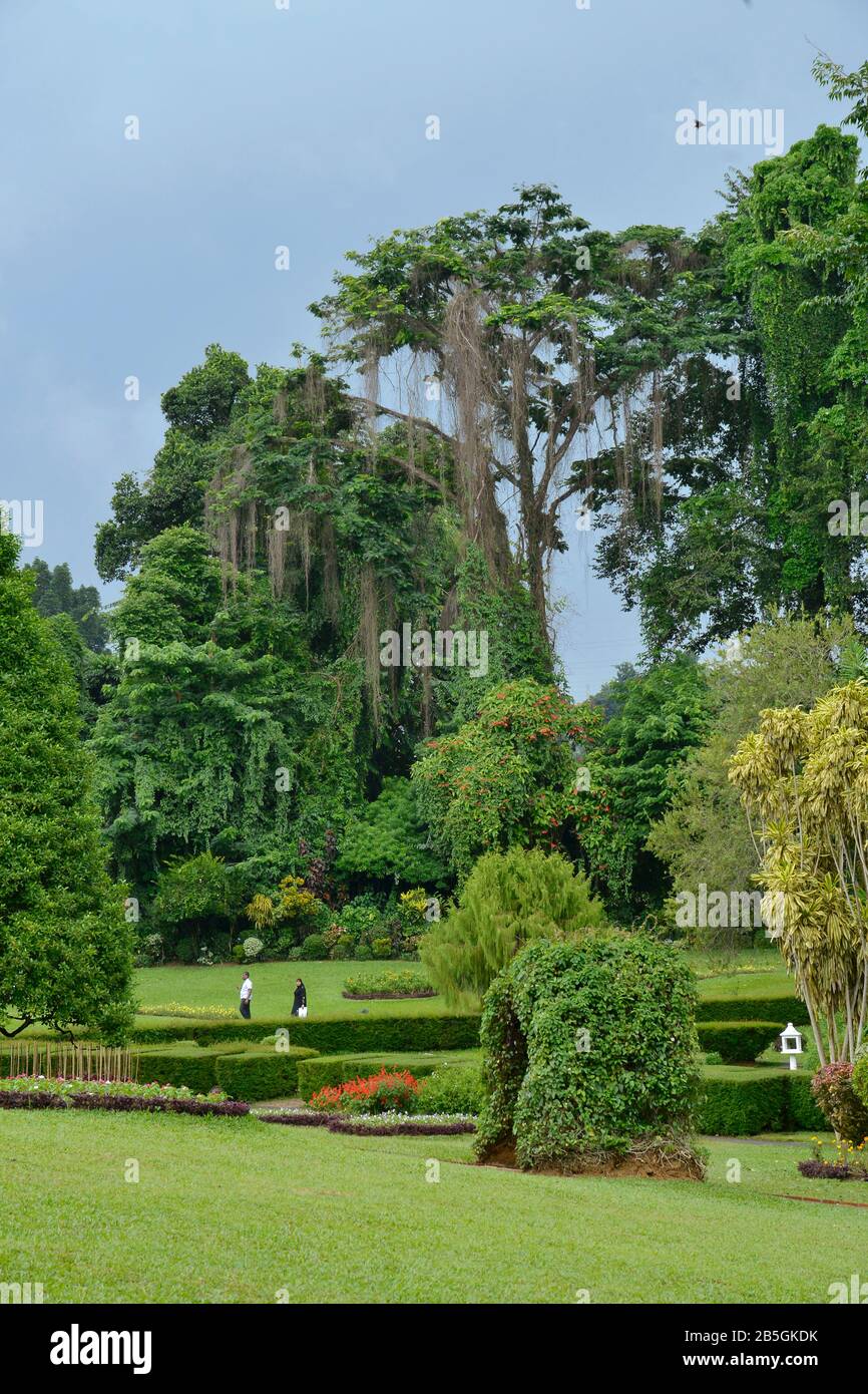 Baeume, Royal Botanical Gardens, Peradeniya, Kandy, Sri Lanka Stock Photo
