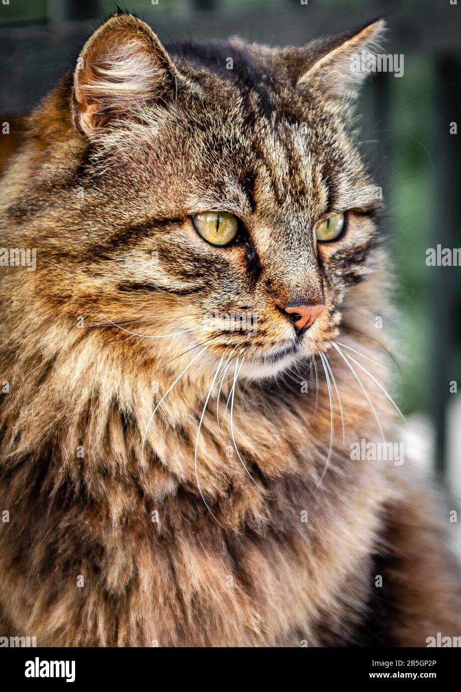 Attention capture hi-res stock photography and images - Alamy