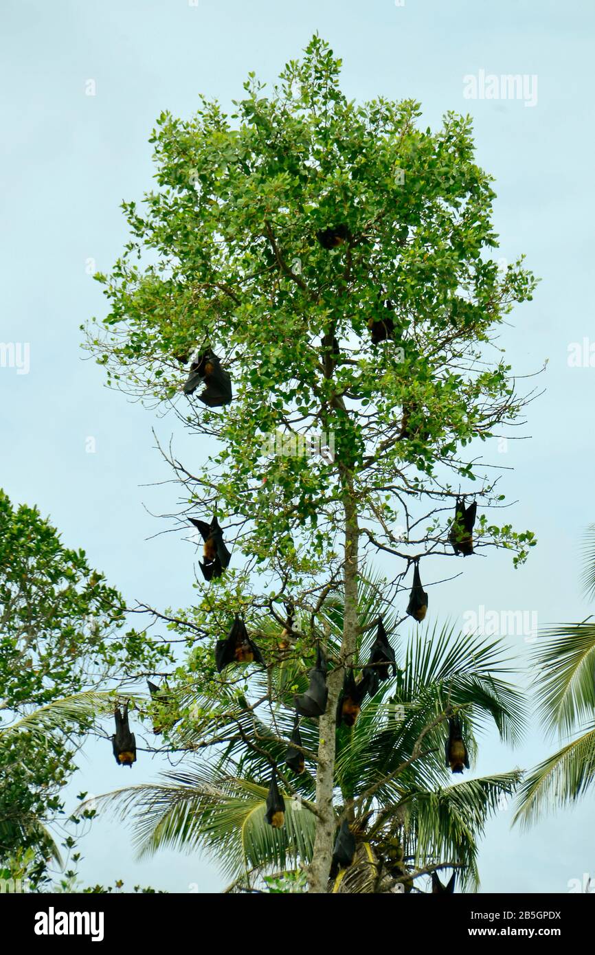 Flughunde Baum Sri Lanka Stock Photo