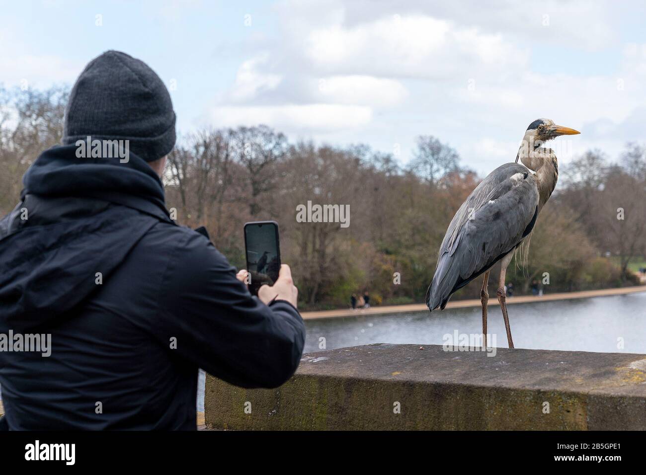 A heron standing on Serpentine bridge ledge is being photographed by passers by Stock Photo