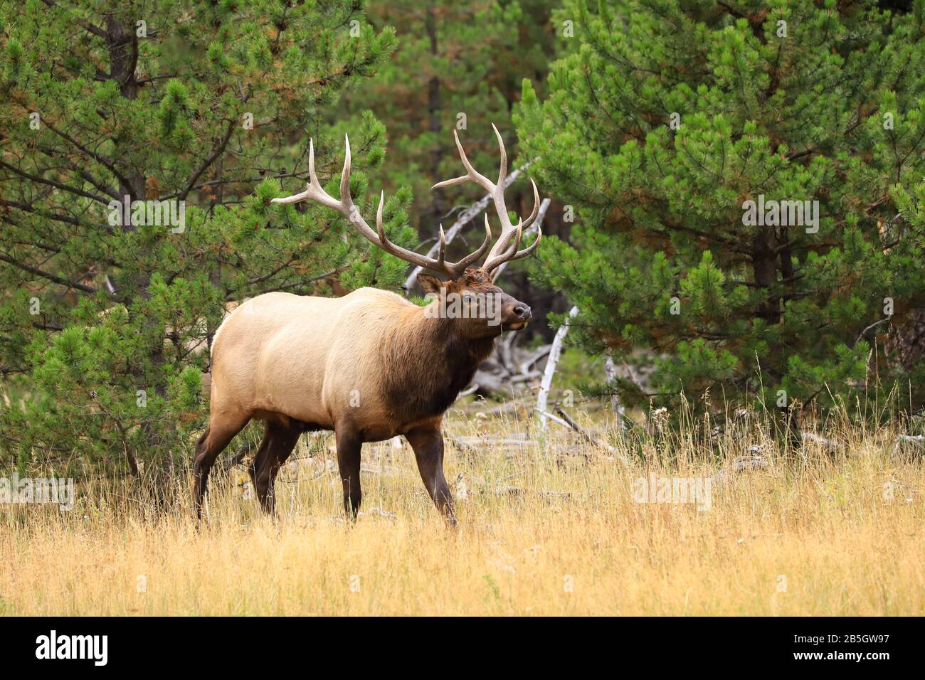 Bull Elk Wapiti during the autumn rut in Yellowstone National Park ...